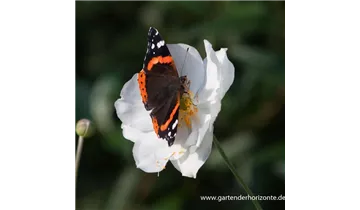 Gartenbaumschule Becker