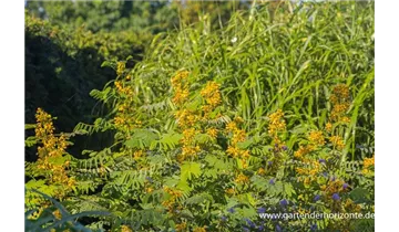 Gartenbaumschule Becker