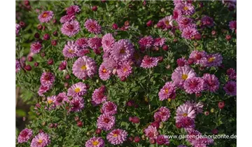 Gartenbaumschule Becker