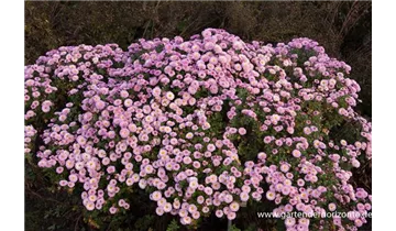 Gartenbaumschule Becker