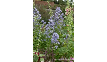 Gartenbaumschule Becker