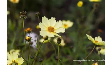 Gartenbaumschule Becker