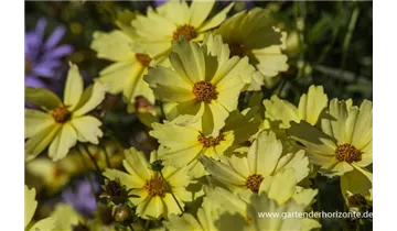 Gartenbaumschule Becker