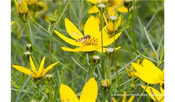 Gartenbaumschule Becker