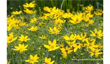 Gartenbaumschule Becker