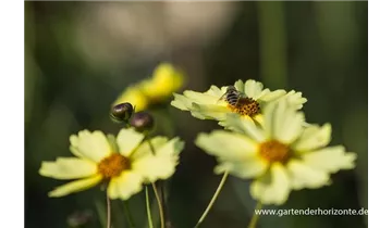 Gartenbaumschule Becker