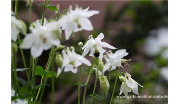 Gartenbaumschule Becker