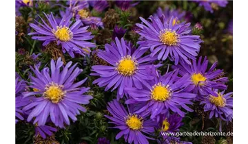 Gartenbaumschule Becker