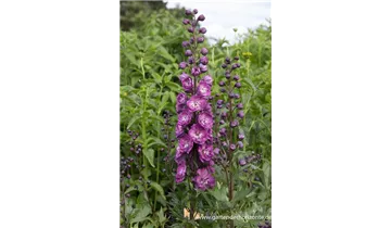 Gartenbaumschule Becker