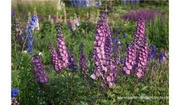Gartenbaumschule Becker