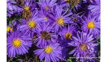 Gartenbaumschule Becker