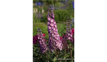 Gartenbaumschule Becker