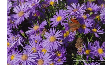 Gartenbaumschule Becker