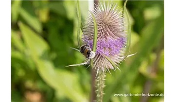 Gartenbaumschule Becker