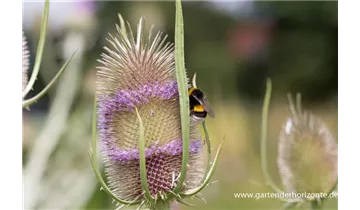 Gartenbaumschule Becker