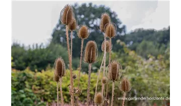 Gartenbaumschule Becker