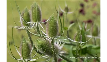Gartenbaumschule Becker