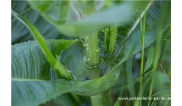 Gartenbaumschule Becker
