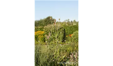 Gartenbaumschule Becker