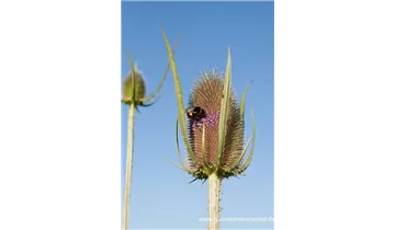 Gartenbaumschule Becker