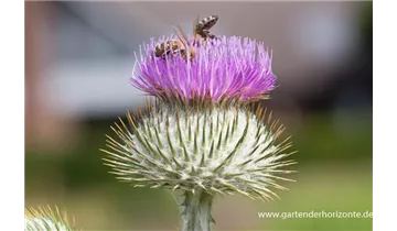 Gartenbaumschule Becker