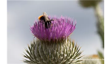 Gartenbaumschule Becker