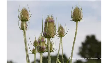 Gartenbaumschule Becker