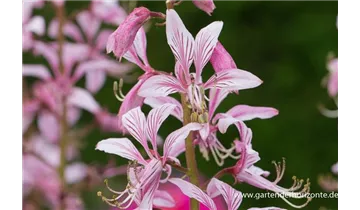 Gartenbaumschule Becker
