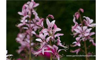Gartenbaumschule Becker