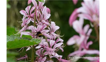 Gartenbaumschule Becker