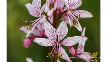 Gartenbaumschule Becker