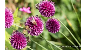Gartenbaumschule Becker