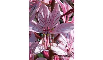 Gartenbaumschule Becker