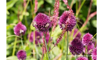 Gartenbaumschule Becker