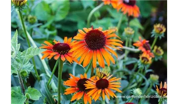 Gartenbaumschule Becker