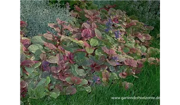 Gartenbaumschule Becker