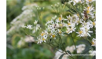 Gartenbaumschule Becker