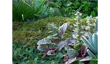 Gartenbaumschule Becker