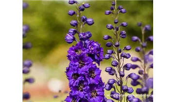 Gartenbaumschule Becker