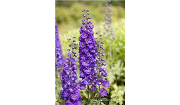 Gartenbaumschule Becker