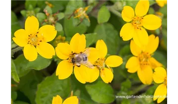 Gartenbaumschule Becker