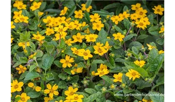 Gartenbaumschule Becker