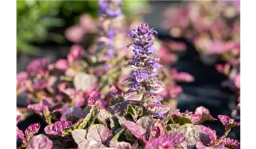 Gartenbaumschule Becker