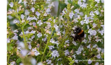 Gartenbaumschule Becker