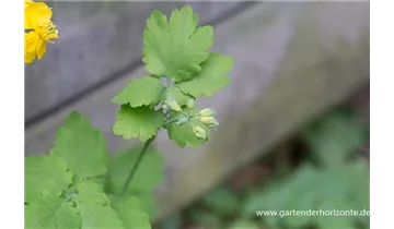 Gartenbaumschule Becker