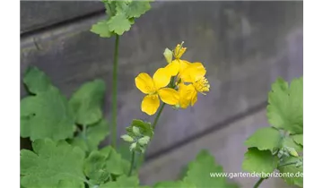 Gartenbaumschule Becker