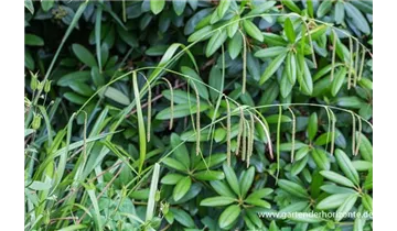 Gartenbaumschule Becker