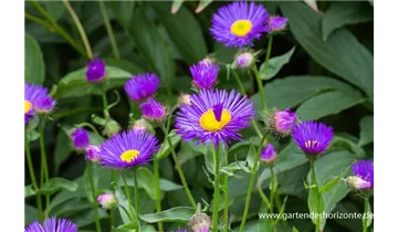 Gartenbaumschule Becker