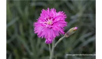 Gartenbaumschule Becker