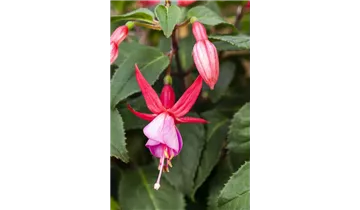 Gartenbaumschule Becker